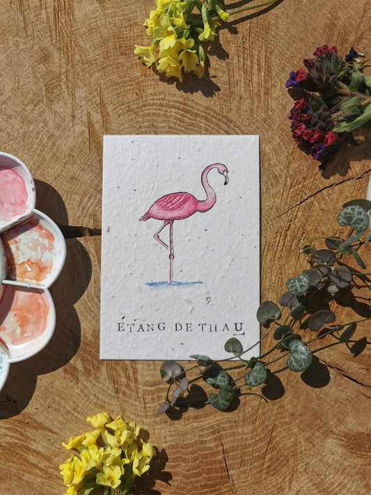 Flamant rose - Hérault - Carte postale ensemencée