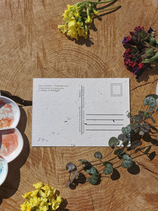 Flamant rose - Hérault - Carte postale ensemencée