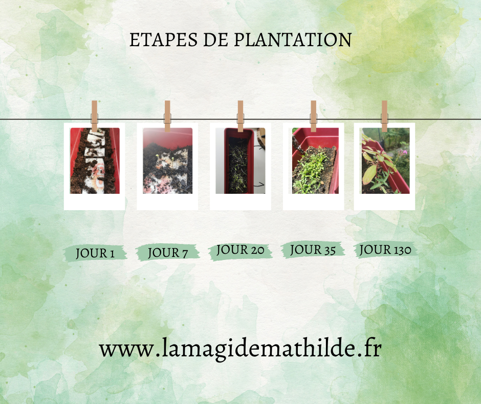 Réussir sa vie - Affirmations positives ensemencées