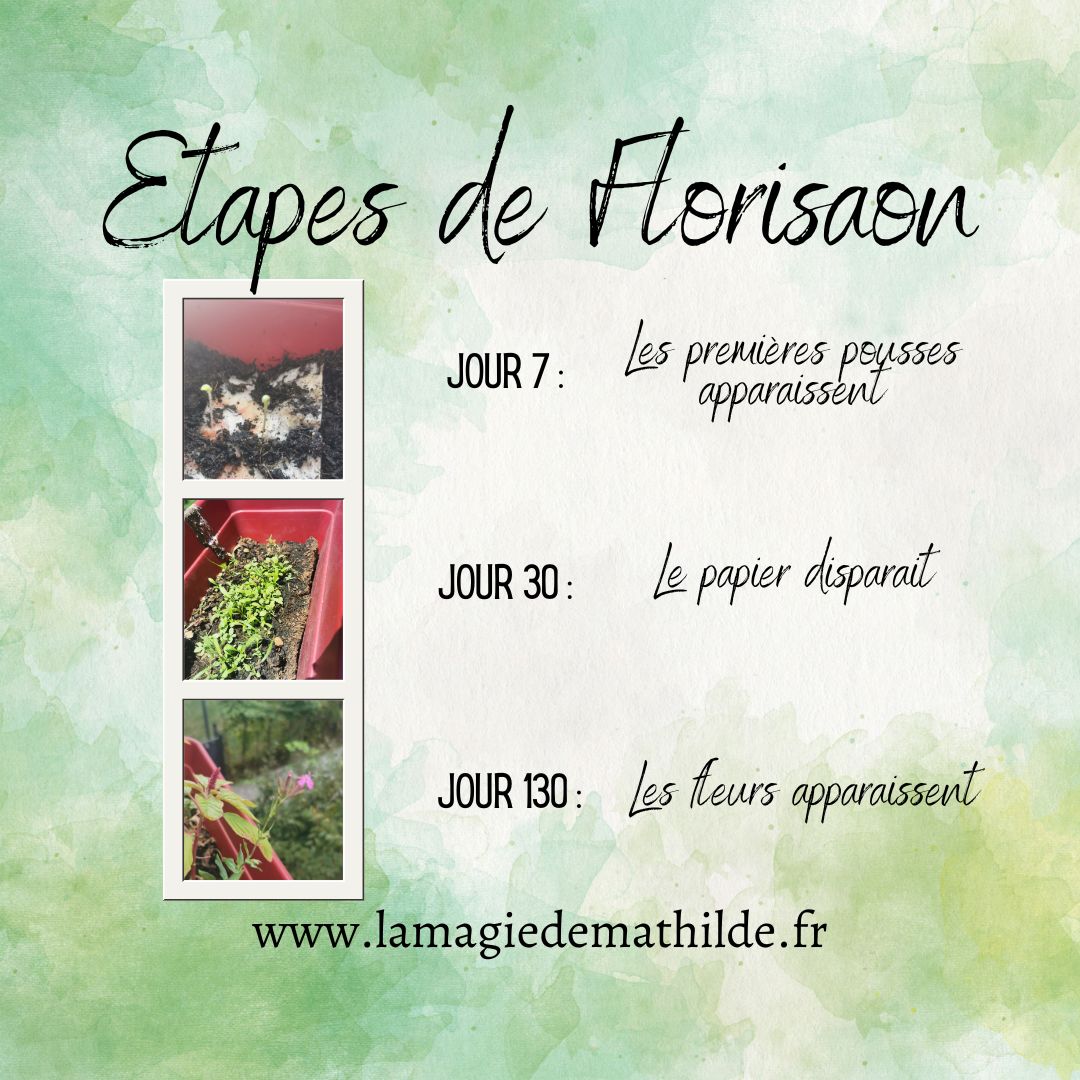Taureau - Camargue - Carte postale ensemencée