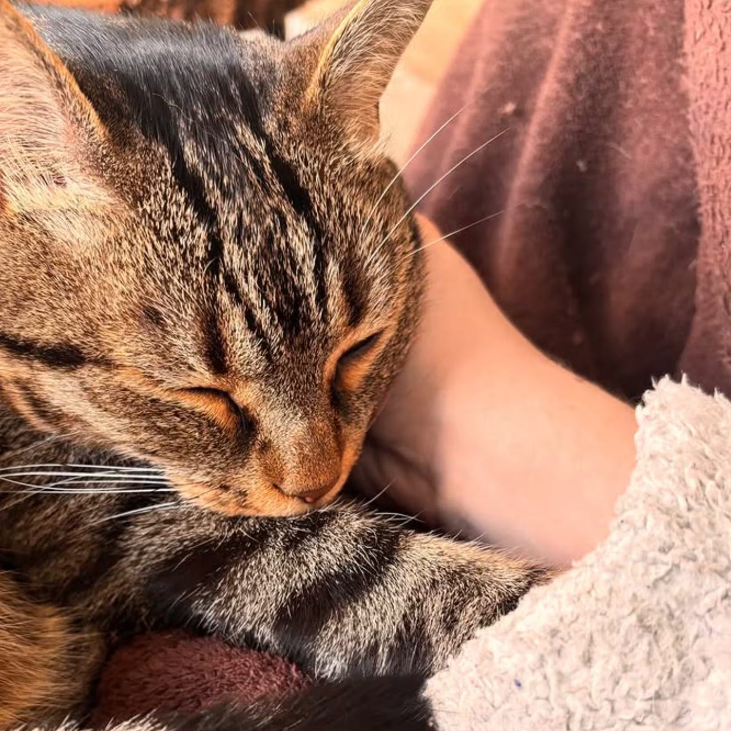 Carte aquarelles région Grand-Est