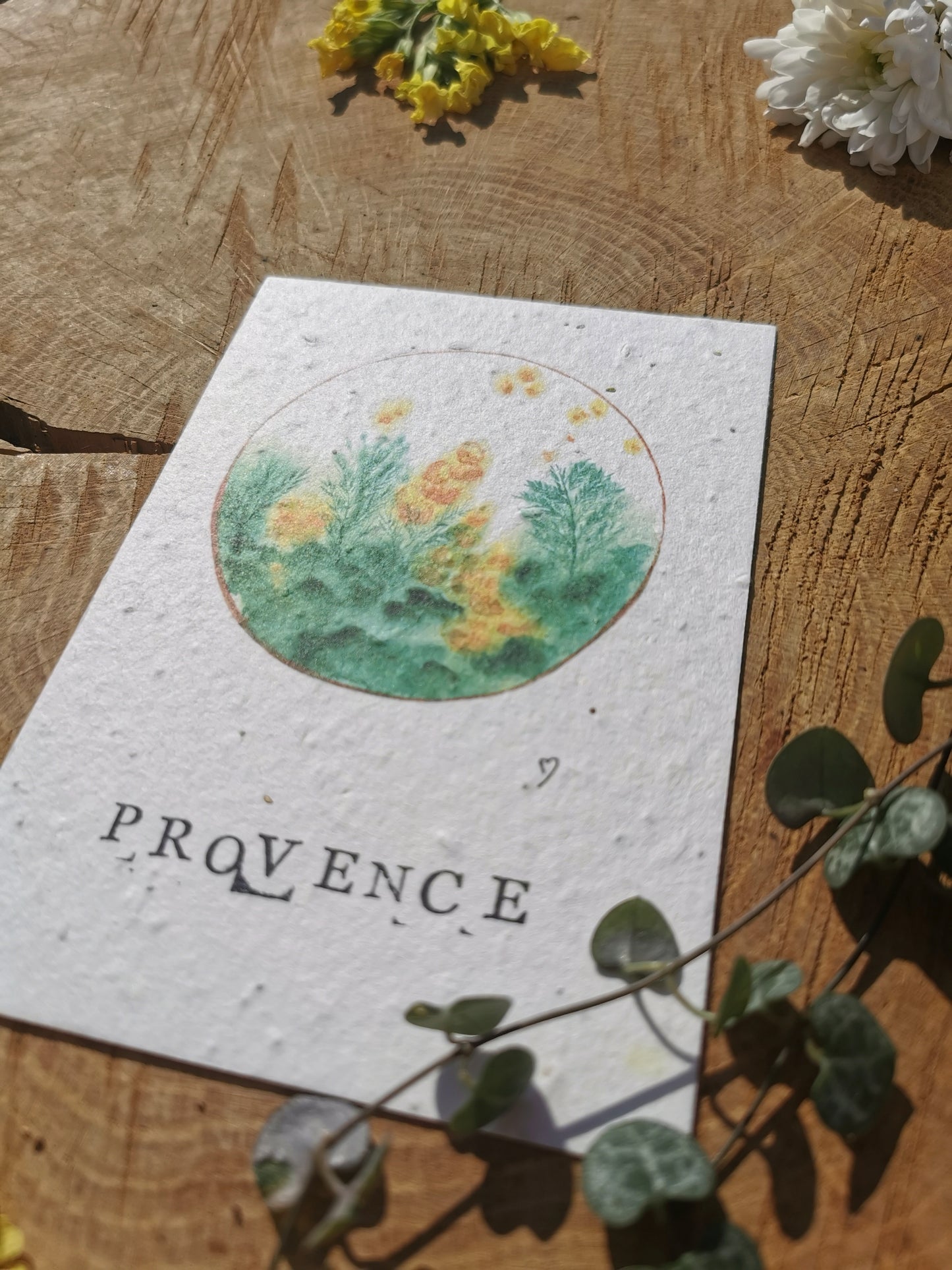 Carte postale ensemencée - Mimosa - Provence